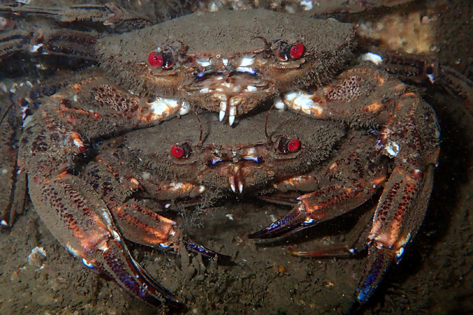 velvet swimming crabs(necora puber on the durham heritage