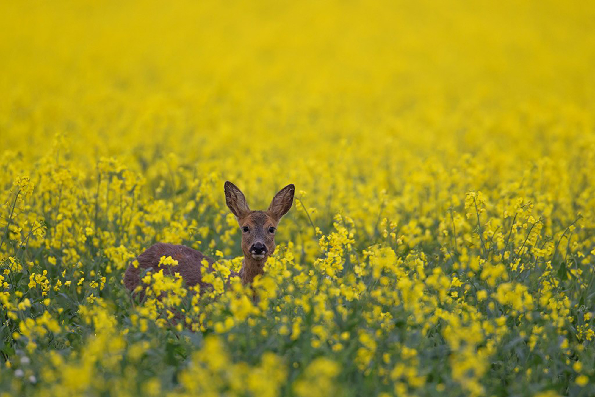 Spring. British Seasons winner 2015, British Wildlife Photography Awards