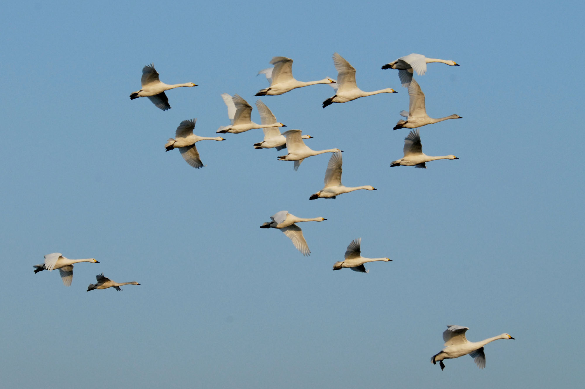 Flock of Bewick's Swans flying at Slimbridge