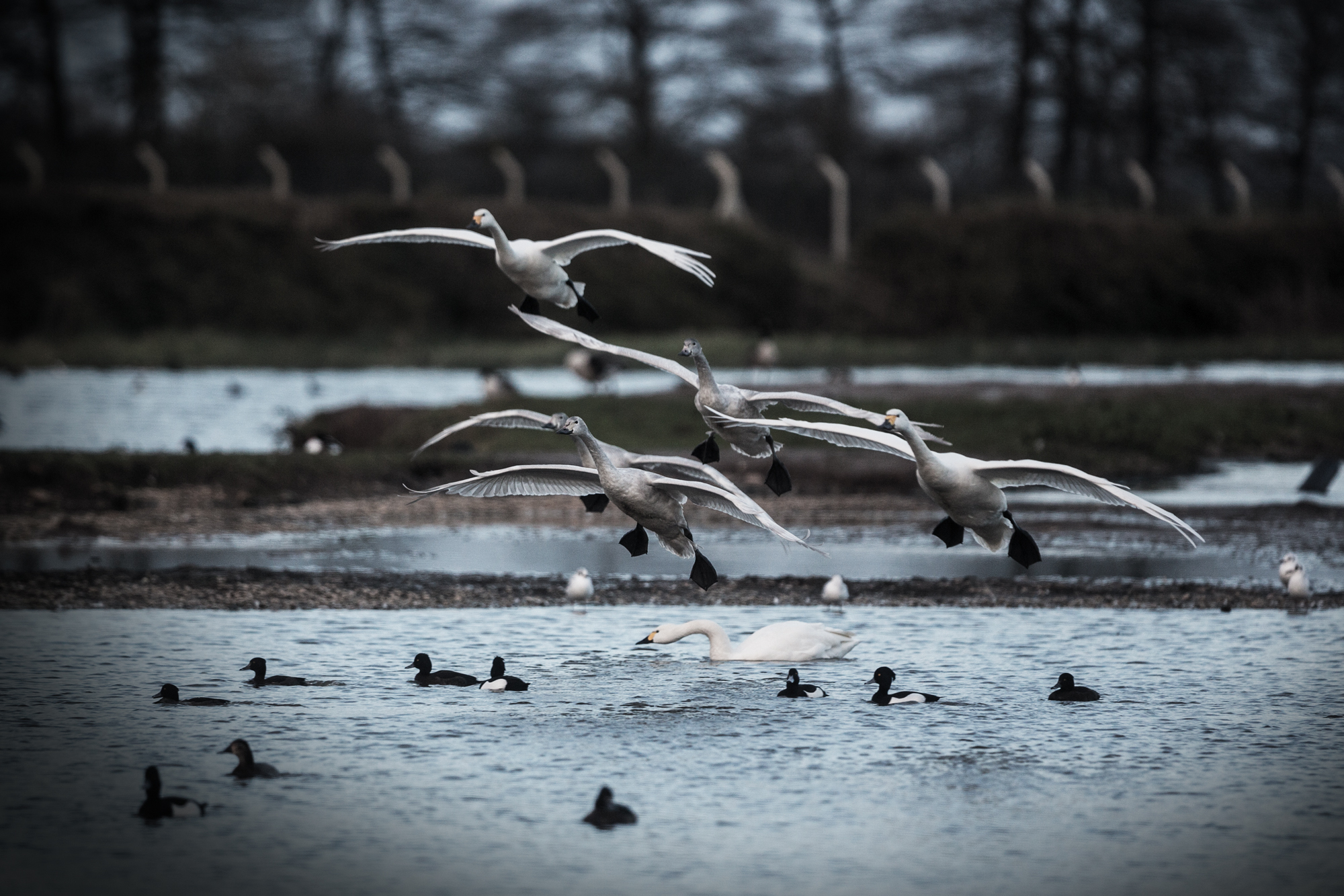 Swans flying over water on the Tack Piece at Slimbridge