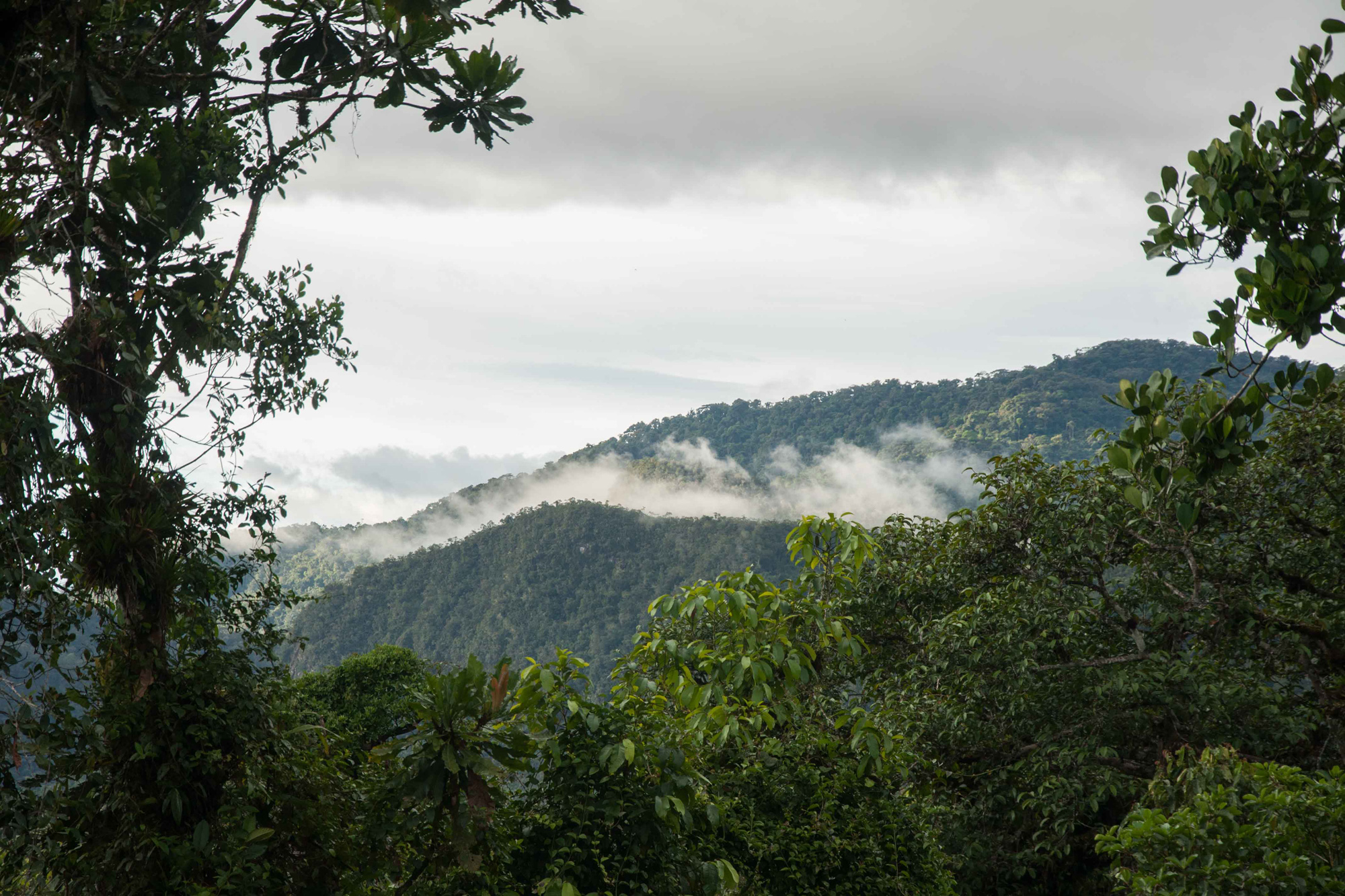 View of one of the ridges, Nangaritza Reserve, Ecuador. 