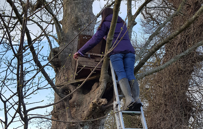 Emily checking a Little Owl nestbox.