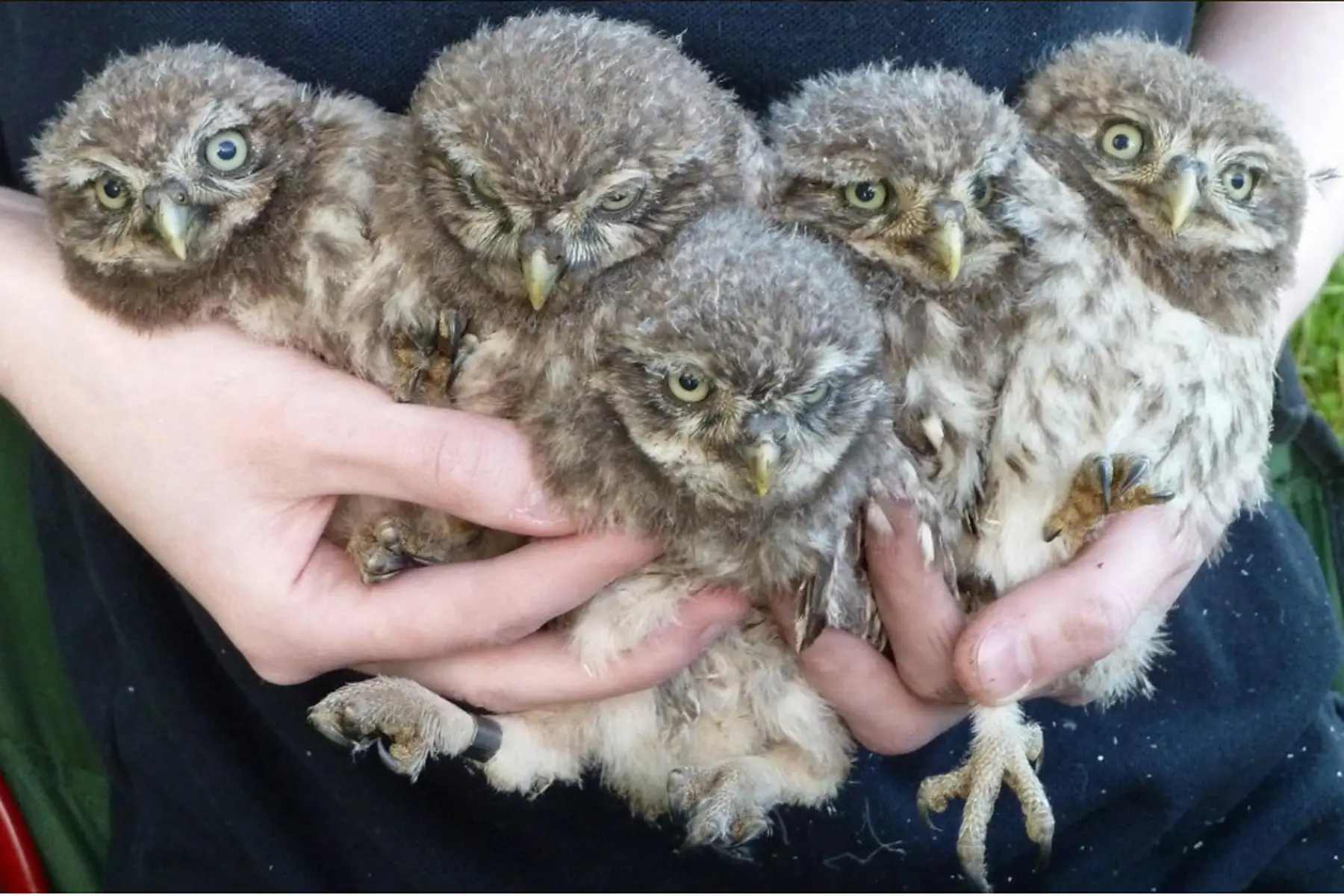 Ringed This Brood Of Five Little Owl Chicks 2000px X 1333px