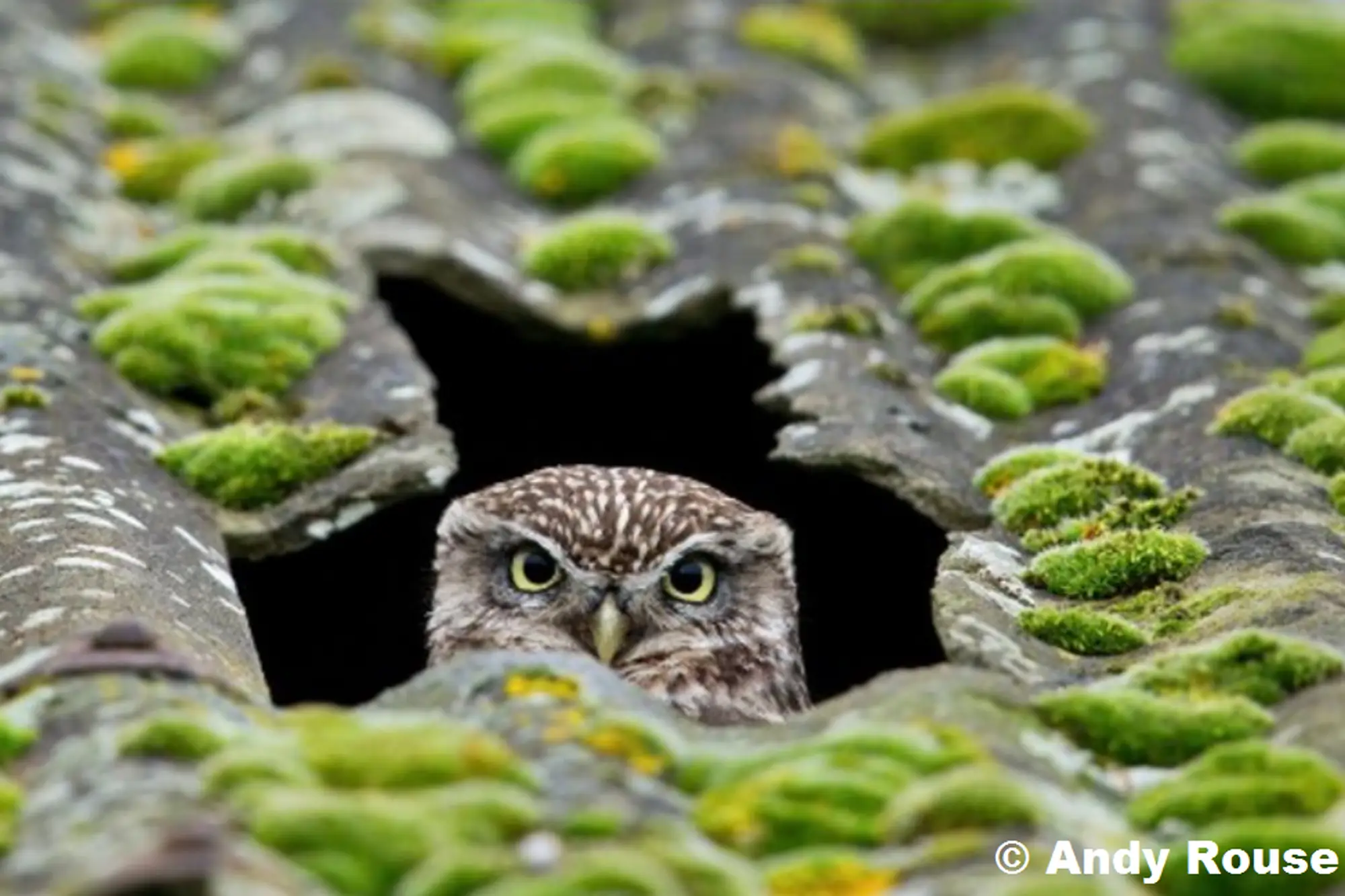 Little Owl By Andy Rouse 2000px X 1333px