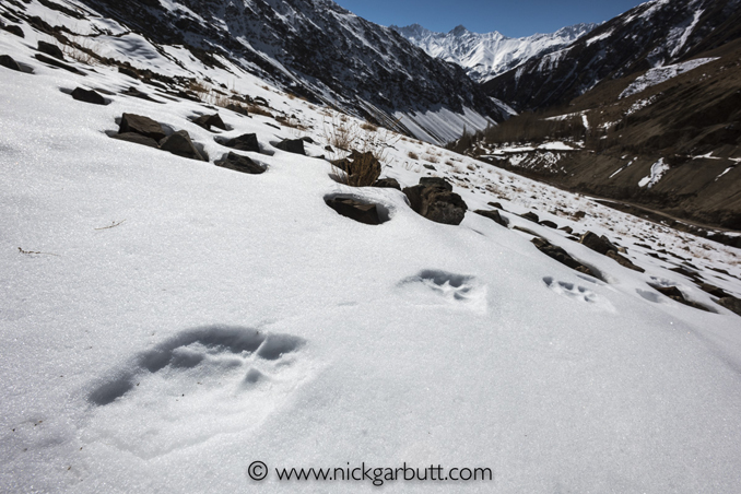 Snow leopard pug marks (footprints)