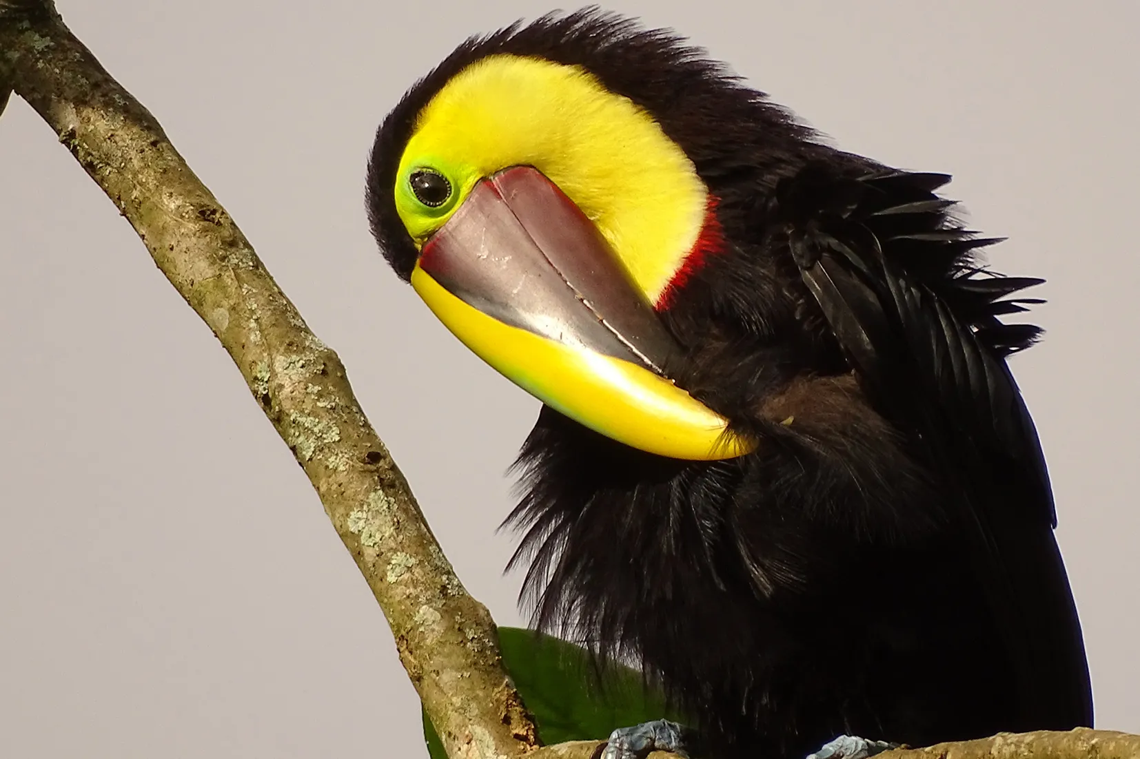 Chestnut Mandible Toucan Paramo Now Carbon Balanced