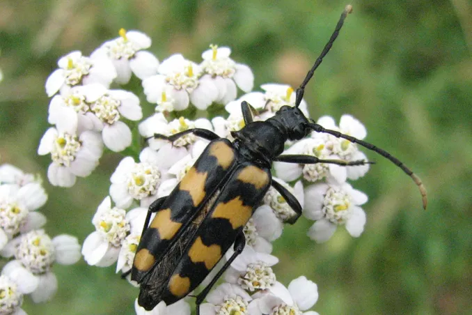 Leptura Quadrifasciata Lewes 20july2010 Beetles, Flies, Bugs, Bees