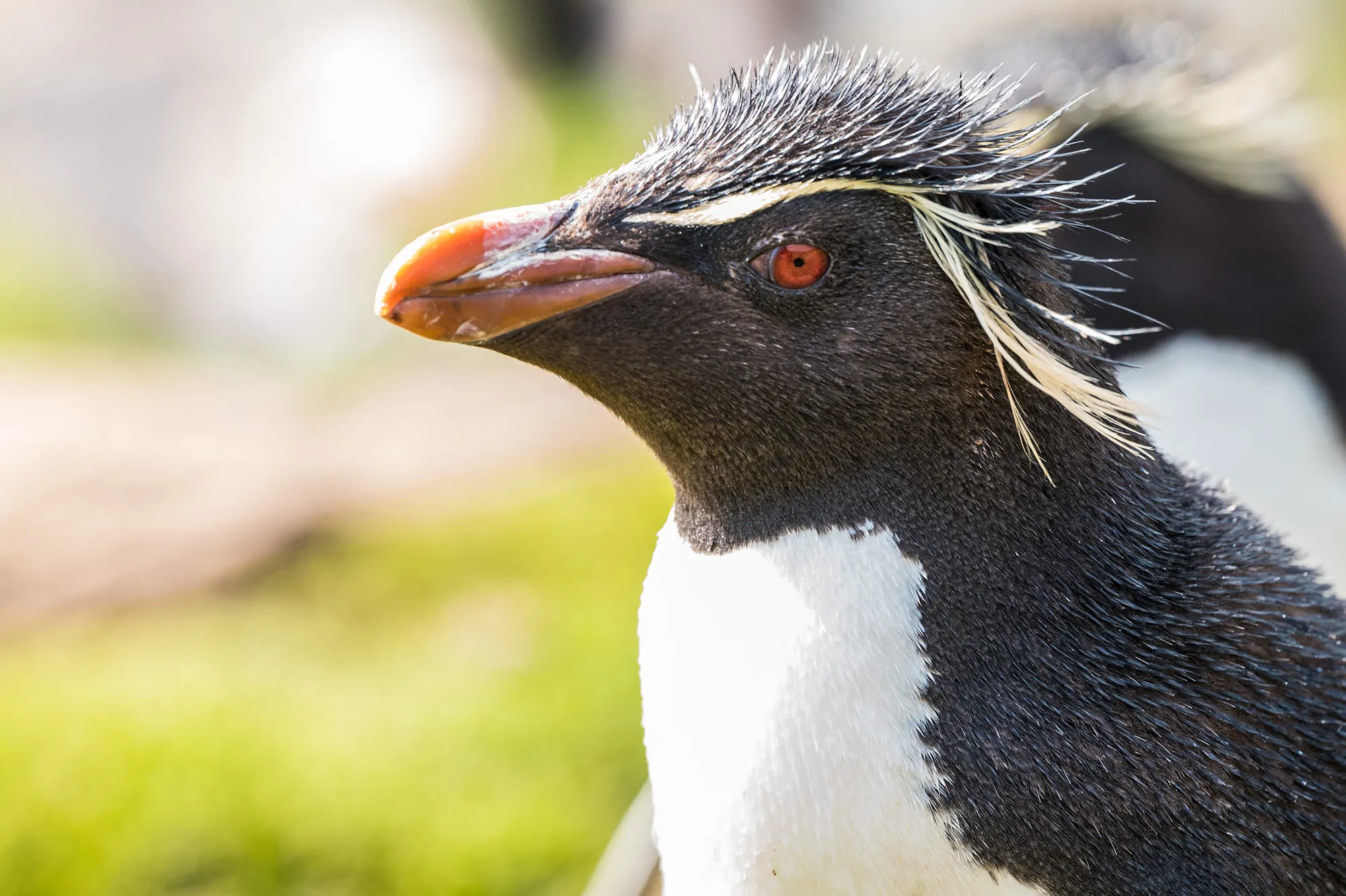 Davidlindo Rockhopper