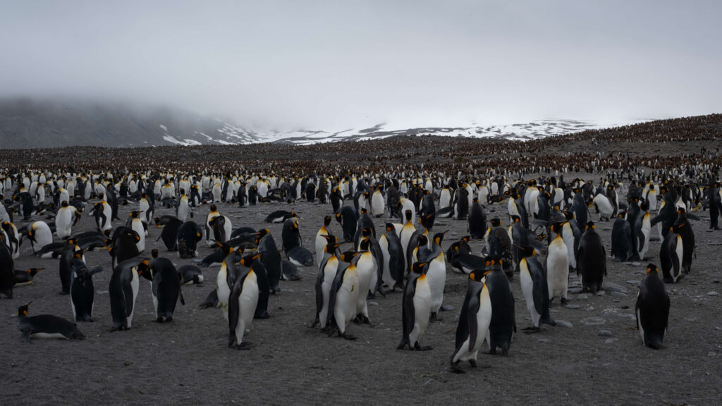 St Andrews Bay Penguins by Matt Williams