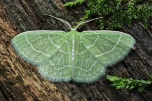 Emerald Moth