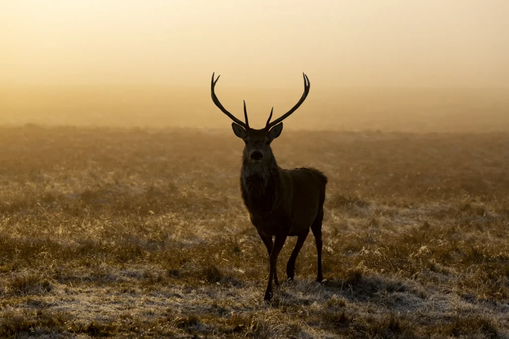 Js1 Red Deer Sunset Fog Badanlock Dec23 201122023 4565